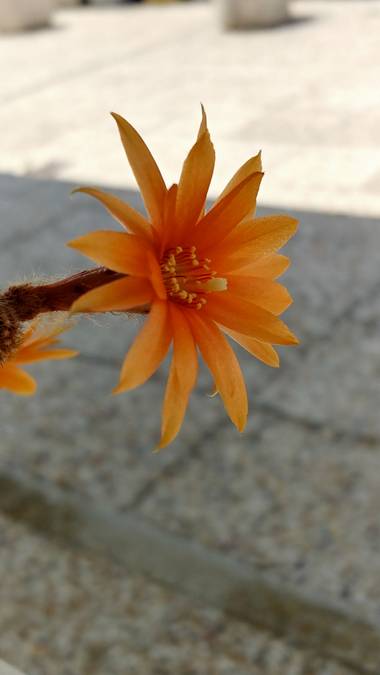 Raquelitacaceres1969 en Hamelin: Flora, Echinopsis chamaecereus, De tus espinas, a las flores más hermosas...❣️❣️