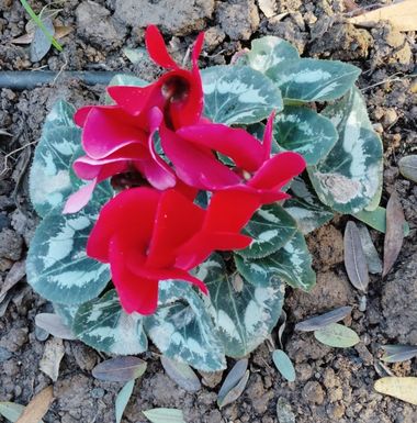 Solerantonio2 en Hamelin: Flora  (Avenida del Mediterráneo), Cyclamen persicum, Planta