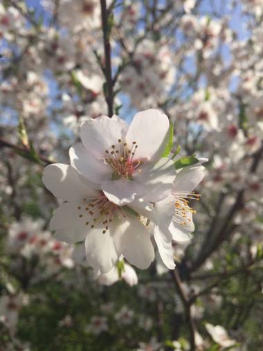 Marisol en Hamelin: Flora  (Madrid), Prunus dulcis