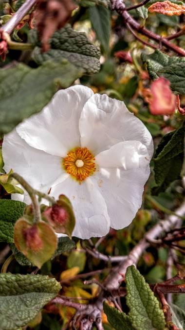 Corina en Hamelin: Flora  (Vitoria), Cistus populifolius, #flora21