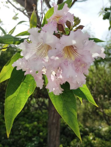 Solerantonio2 en Hamelin: Flora  (Almeria), × Chitalpa tashkentensis, Planta