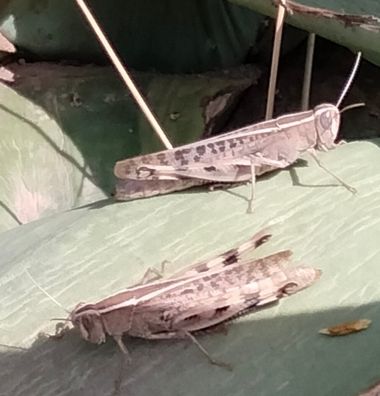 Solerantonio2 en Hamelin: Fauna  (Níjar), Insecto langosta