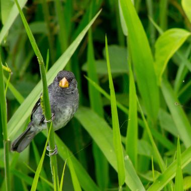 danielhincapie230979 en Hamelin: Fauna  (Copacabana), Sporophila intermedia Cabanis, 1851, #naturaleza #wildlife #nature #faunadecolombia #fauna #colombia ...