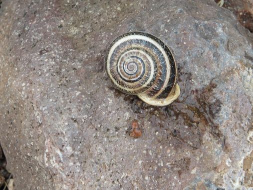 Solerantonio2 en Hamelin: Fauna  (Níjar), Caracol
