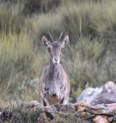 Solerantonio2 en Hamelin: Fauna  (Láujar de Andarax), Cabra montes iberica
