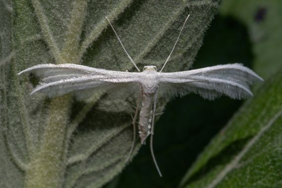 Ignicapillus en Hamelin: Fauna  (Llavorsí), 26 de junio 2023, salida a los Pirineos catalanes occidentales, entre Llavorsí y el Port de la Bonaigua. La lla...