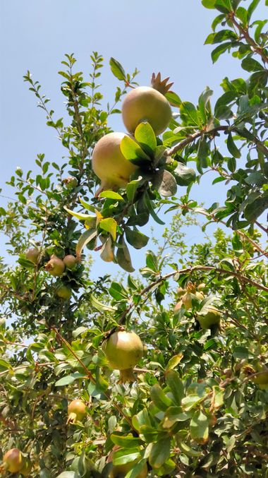 Solerantonio2 en Hamelin: Flora  (Almeria), Punica granatum, Granado