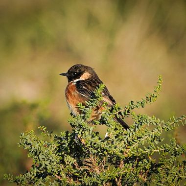 Kikojimenez1977 en Hamelin: Fauna, Saxicola rubicola (Linnaeus, 1766), #aves 