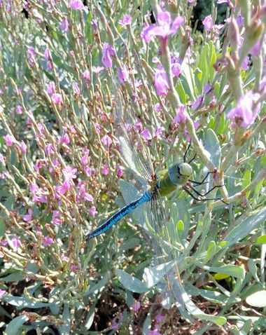 Solerantonio2 en Hamelin: Fauna  (Almería), Libélula enperador