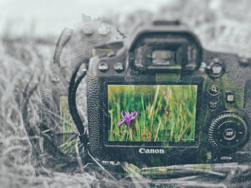 Mararuizasensio en Hamelin: Paisaje  (Monda), #macro #primavera #spring #flores #flowers #campo #flora #canon #primavera2021 #blancoynegro 