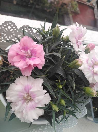 lookingforthemoon en Hamelin: Flora  (Madrid), Dianthus caryophyllus, #flores #clavellina