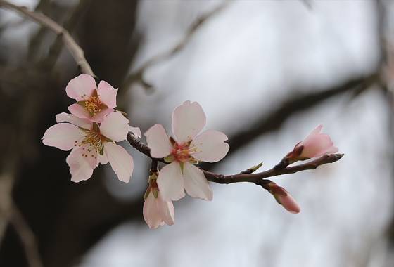 @sinaceramica en Hamelin: Flora  (Cornellà del Terri), Prunus dulcis, #flordealmendro