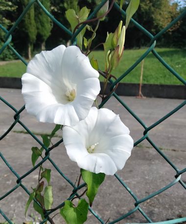 Solerantonio2 en Hamelin: Flora  (Metropolialdea / Área Metropolitana), Planta