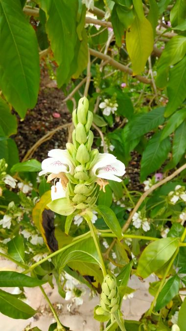 Solerantonio2 en Hamelin: Flora  (Avenida del Mediterráneo), Justicia adhatoda, Planta