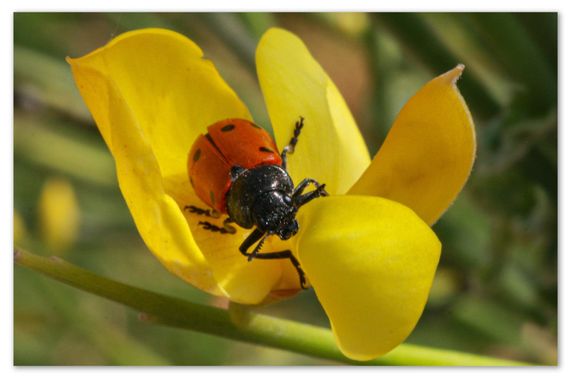 barbanegra707 en Hamelin: Fauna  (l'Hospitalet de Llobregat), #Escarabajodeseispuntos