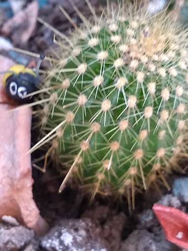 GrachuV. en Hamelin: Flora, Espinas,cactus....