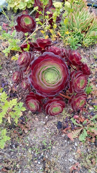 Solerantonio2 en Hamelin: Flora  (Jaúl Bajo), Planta