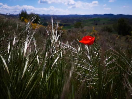 Urtzene en Hamelin: Flora  (Puente la Reina), #flora21 
