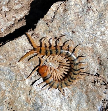 Solerantonio2 en Hamelin: Fauna  (Laujar de Andarax), Insecto
