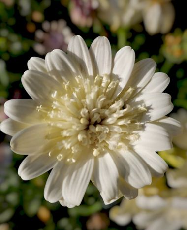 Mpinfante en Hamelin: Flora 