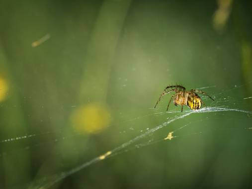 Tomasbejar en Hamelin: Fauna  (Alcoy), #araña 