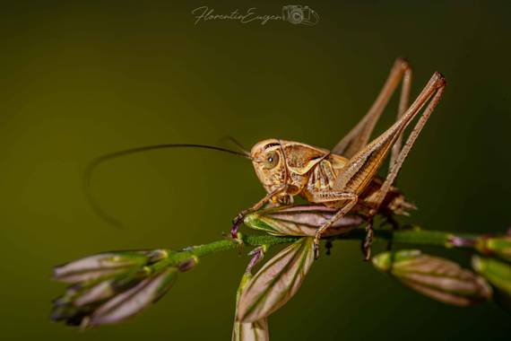 Florentinoeugenio en Hamelin: Fauna  (Coslada), #saltamonte 