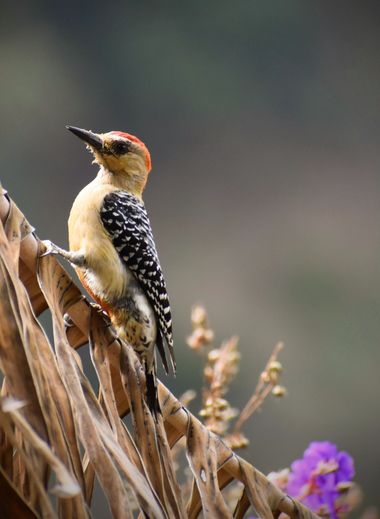 Danielhiguita7 en Hamelin: Fauna  (Caicedo), Melanerpes rubricapillus (Cabanis, 1862), #aves21 #aves #pajaros #fauna #fauna20 #wildlife #animal #birds #col...