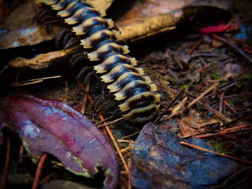 juanandrescardona01 en Hamelin: Fauna  (Medellín), Asiomorpha coarctata (De Saussure, 1860), Una vista detalle picada de un Milpiés asiático, un miriópodo ...