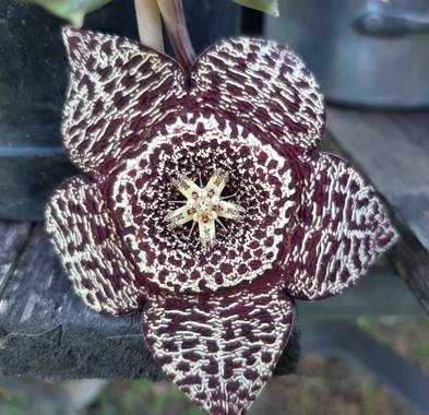 YAMILA  en Hamelin: Flora  (Maracó), Orbea variegata, Flor de las moscas