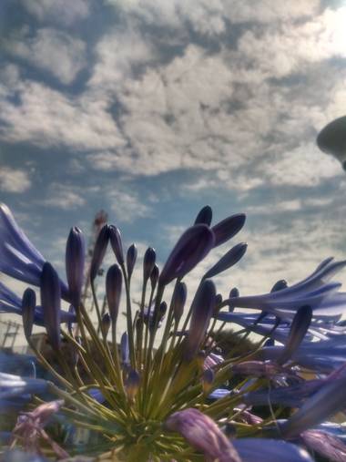 Zaynab en Hamelin: Flora  (Bogotá, D.C.), Agapanthus praecox, Saludo al sol