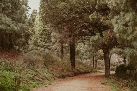 Elenagil.ph en Hamelin: Paisaje, #bosque #bosquemediterraneo #bosquedepinos #landscape 