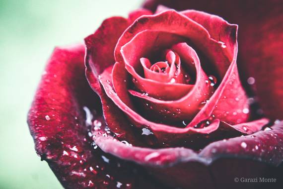 Garazi94 en Hamelin: Flora  (Derio), #flora21#rosa#drops#nature