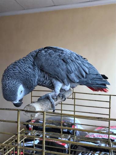 Frankgt48 en Hamelin: Fauna  (Cartagena), Psittacus erithacus Linnaeus, 1758, #aves21 