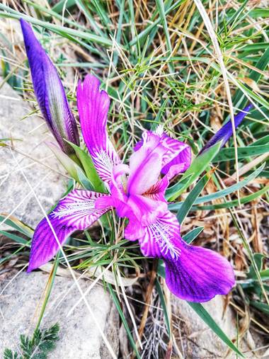 Helenbell33 en Hamelin: Flora  (Castellón), Iris lutescens, #floresdelcampo
#castellon 