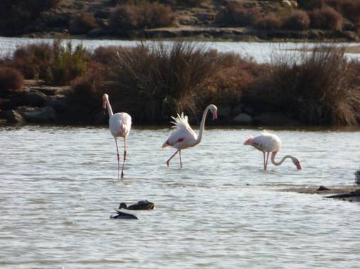 Gemmalajo en Hamelin: Fauna  (Sant Carles de la Ràpita), Phoenicopterus roseus Pallas, 1811, Les Terres de l'Ebre!! 
