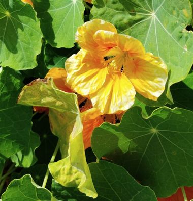 Solerantonio2 en Hamelin: Flora  (Almeria), Planta