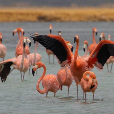 jhonathanmiranda1 en Hamelin: Fauna  (Silva), Phoenicopterus ruber Linnaeus, 1758, Grupo de Flamencos

#aves21 #avesdevenezuela #birdsofvenezuela 