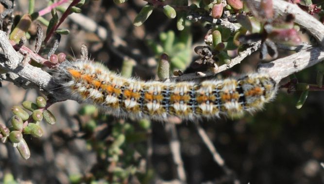 Solerantonio2 en Hamelin: Fauna  (El Pocico), Insecto