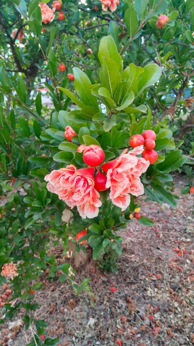 Solerantonio2 en Hamelin: Flora  (Comarca de la Vega de Granada), Punica granatum, Flor de la granada
