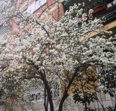 iambutterflyspirit en Hamelin: Flora  (San Sebastián de los Reyes), Collection: spring is here ♥️