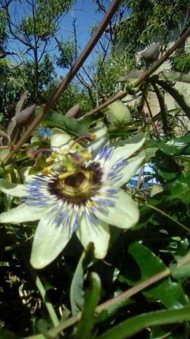 Alquimia Natural en Hamelin: Flora  (Marina de Cudeyo), Passiflora caerulea, Pasiflora 😍
