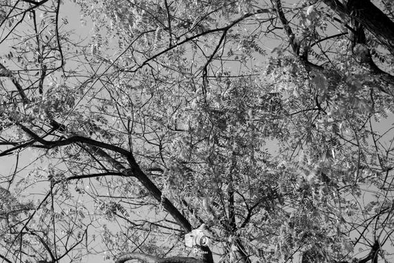 Toni Sempa en Hamelin: Flora  (Huelva), #flora #arboles #ramas #blancoynegro 