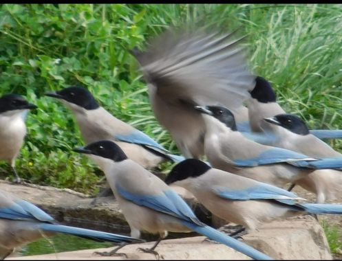 Luroca7933 en Hamelin: Fauna  (Almodóvar del Campo), Cyanopica cooki Bonaparte, 1850, Rabilargos en el bebedero 
#aves #minasdelhorcajo #parquenaturalvalle...