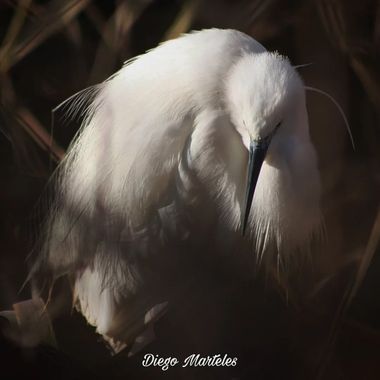 Diego en Hamelin: Fauna  (Zaragoza), #garcetacomun #egrettagarzetta #aves #ebro #zaragoza #canon 