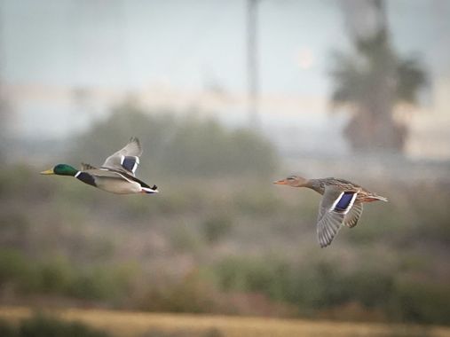 Kikojimenez1977 en Hamelin: Fauna, #natursleza 
