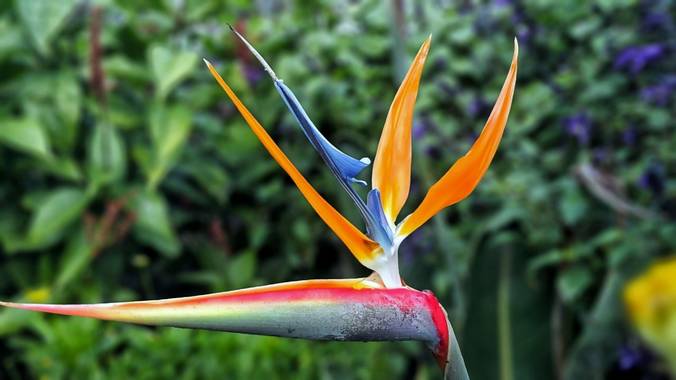 Cr93734 en Hamelin: Flora  (Ciudad de Buenos Aires), Strelitzia reginae, Strelitzia reginae, 
Llamada popularmente ave del paraíso, es una especie herbácea...
