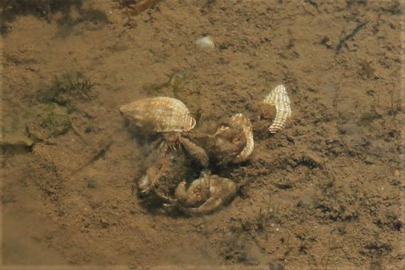 Jomacaes70 en Hamelin: Fauna  (Cartaya), #hermitaño 