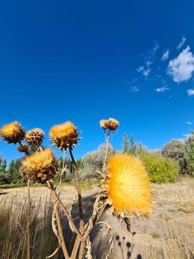Amancayespinosa en Hamelin: Flora  (Confluencia), Cynara cardunculus, Cardos secos