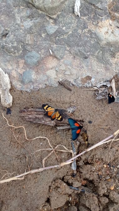 Yerika.hoyos en Hamelin: Fauna, #mariposa 