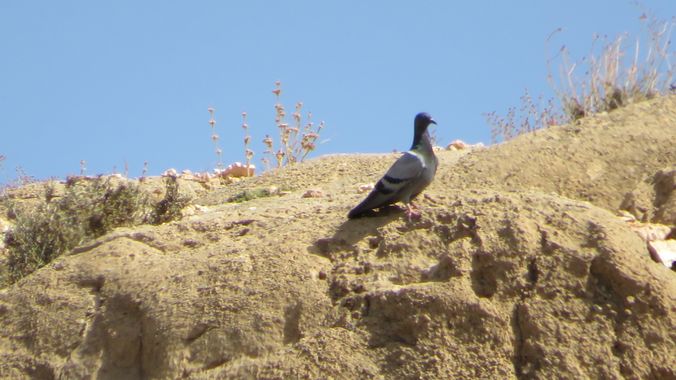 Solerantonio2 en Hamelin: Fauna  (Almería), Columba livia J.F.Gmelin, 1789, Ave